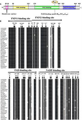 NADPH–Cytochrome P450 Reductase Mediates the Resistance of Aphis (Toxoptera) citricidus (Kirkaldy) to Abamectin